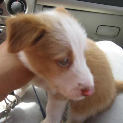 Cachorro fixe