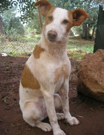Pondenguita